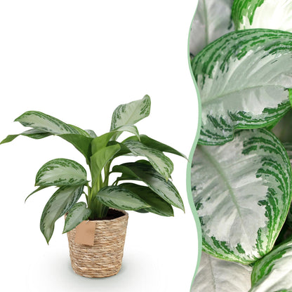 Aglaonema Silver Bay - Silberblatt mit Korb - Höhe 70-75cm