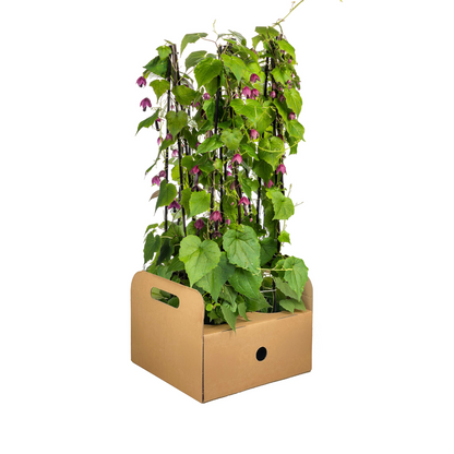 4x Purpur-Glockenwinde Rhodochiton Purple Bells Ø13 cm - ↕60 cm