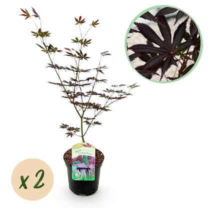 Japanischer Ahorn - Acer palmatum Trompenburg - Dunkel Lila - 2 Pflanzen - Laubabwerfend - Topf 19cm Höhe 70cm