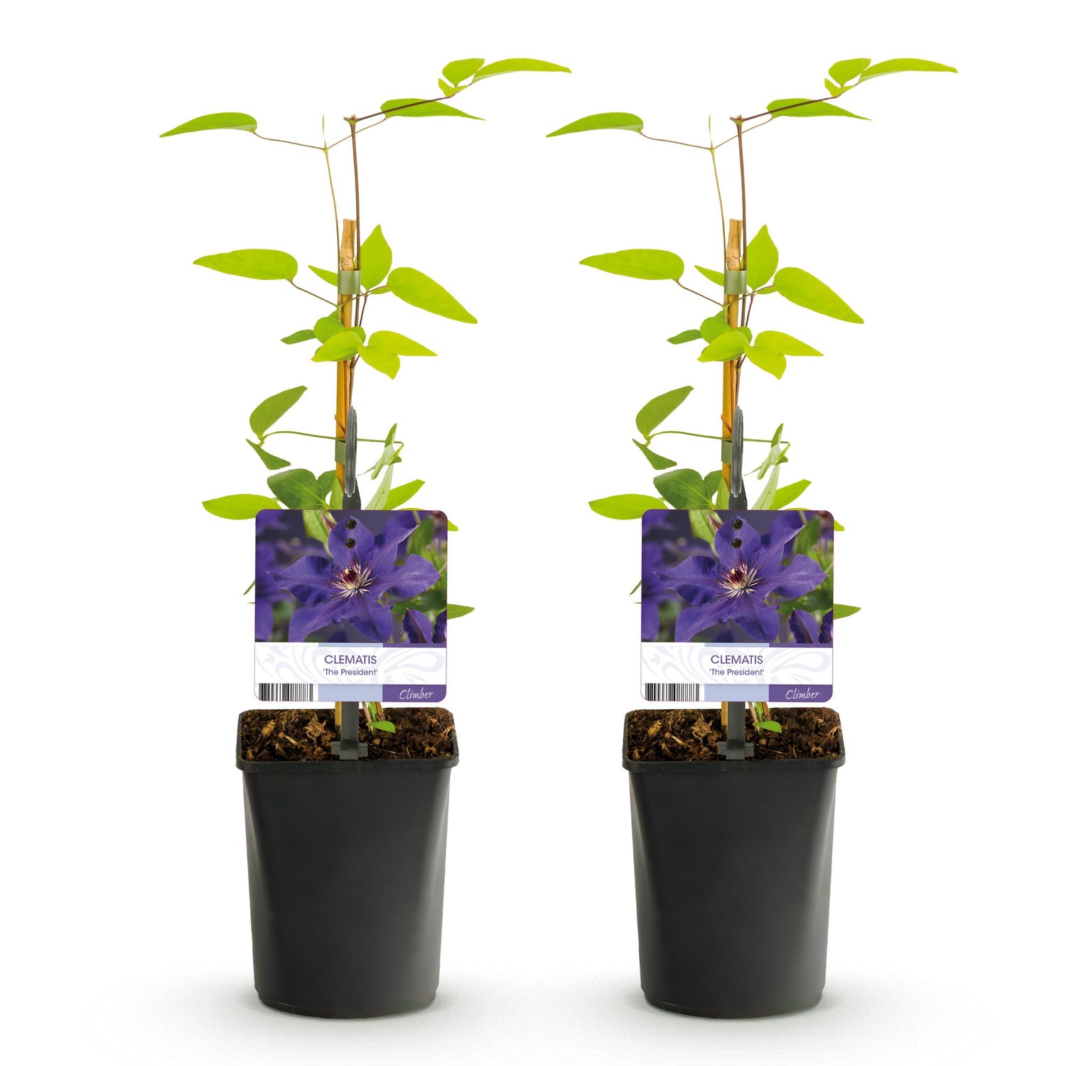 Kletterpflanze - Clematis The President - Blüte Rosa - Wenig Pflege - 2 Pflanzen - Topf 11cm Höhe 40cm