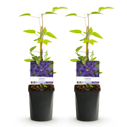 Kletterpflanze - Clematis The President - Blüte Rosa - Wenig Pflege - 2 Pflanzen - Topf 11cm Höhe 40cm