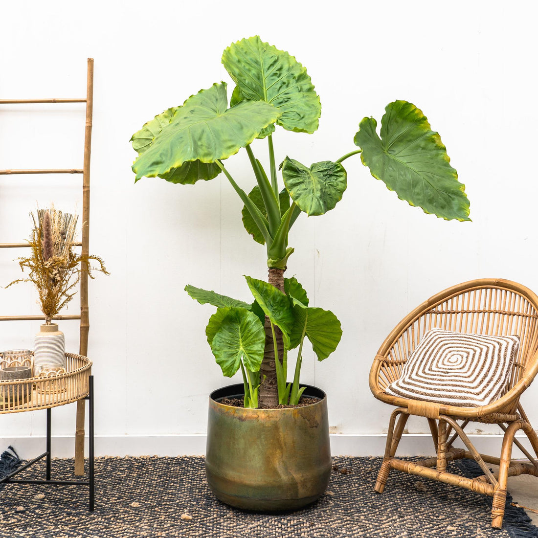 Alocasia Portodora - 180cm