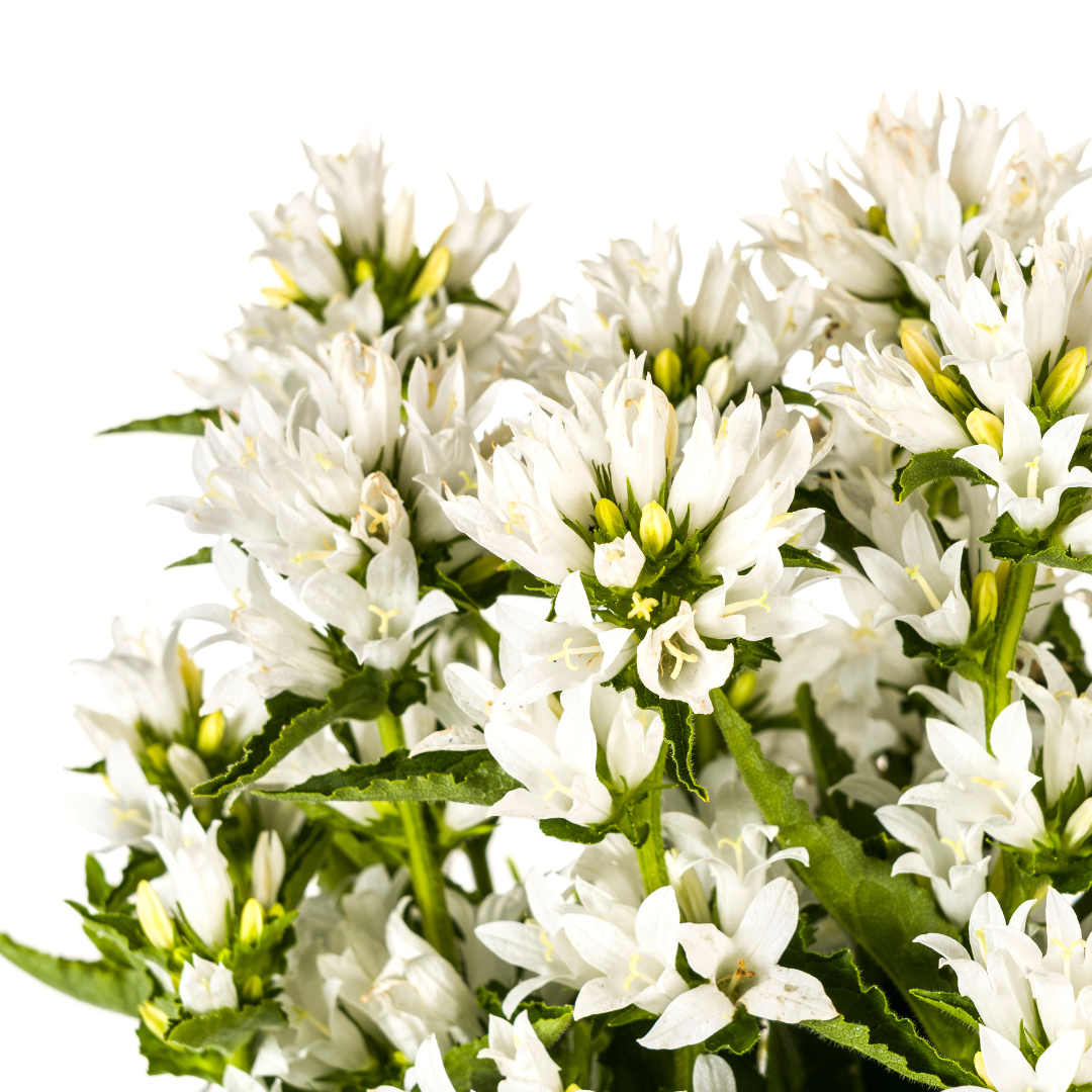 Knäuel-Glockenblume &quot;Genti&quot; Ø19cm - ↕30 - 40cm