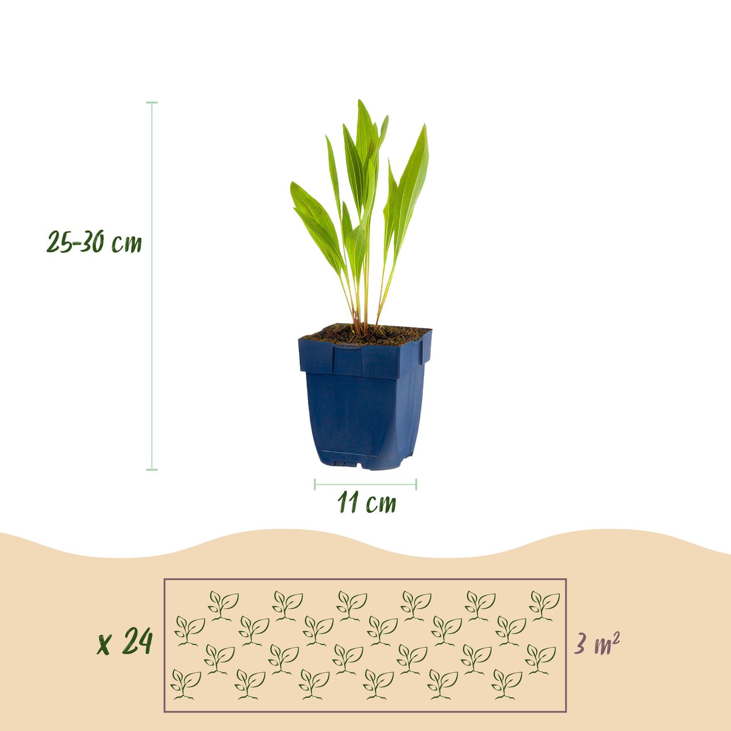 Stauden Packet - Bienen- und Schmetterlingsanziehend - 24 Stauden - Für 3 m2 - Verschiedene Farben - Pflegeleicht - Topf 11cm