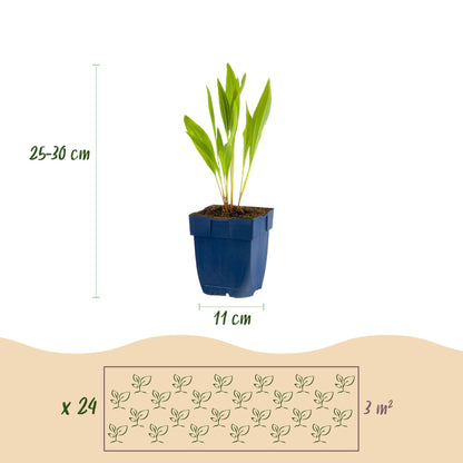 Stauden Packet - Bienen- und Schmetterlingsanziehend - 24 Stauden - Für 3 m2 - Verschiedene Farben - Pflegeleicht - Topf 11cm