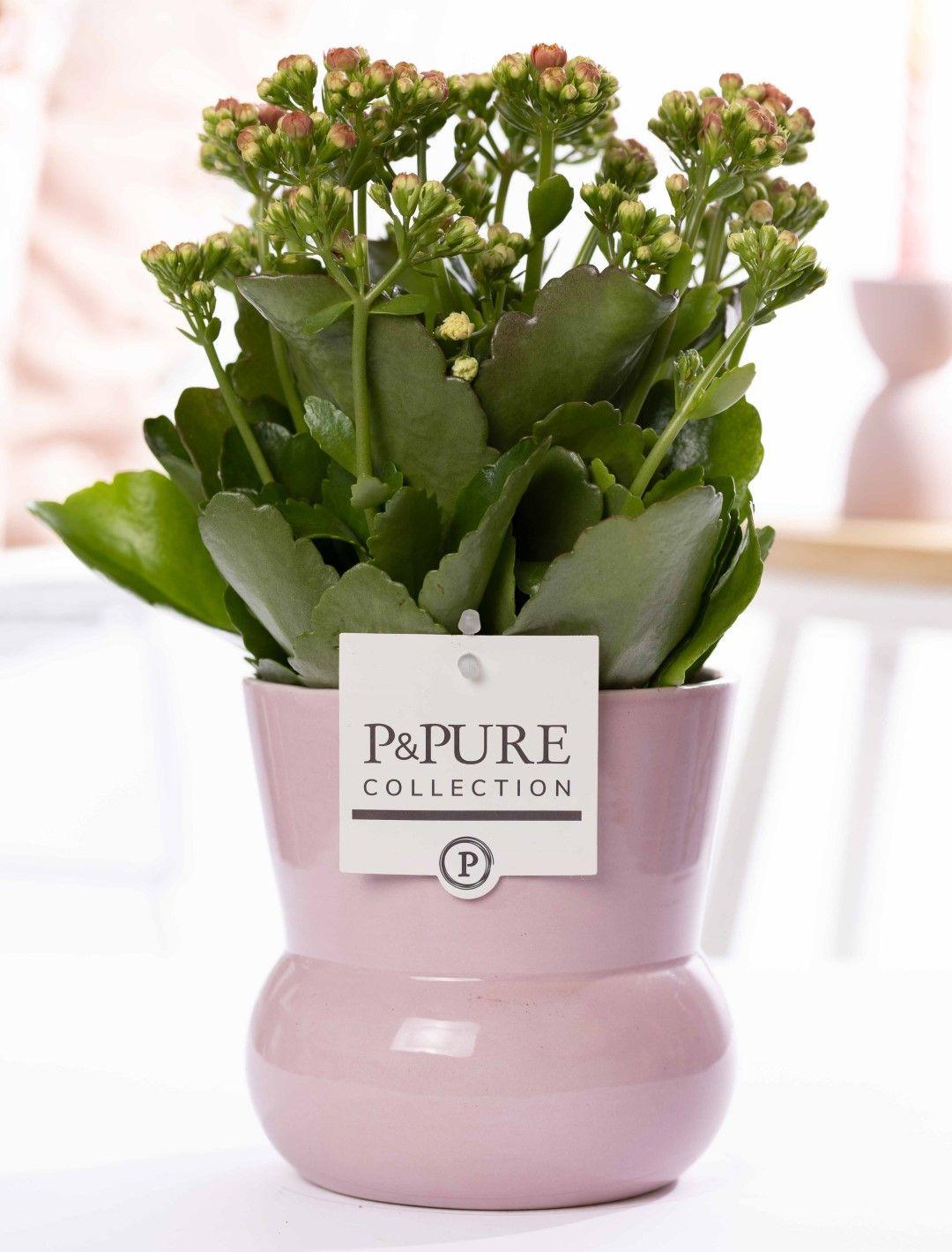 Kalanchoe Pink In P&amp;PURE Plant Vase Maxima Pink - Ø12cm - ↕27cm