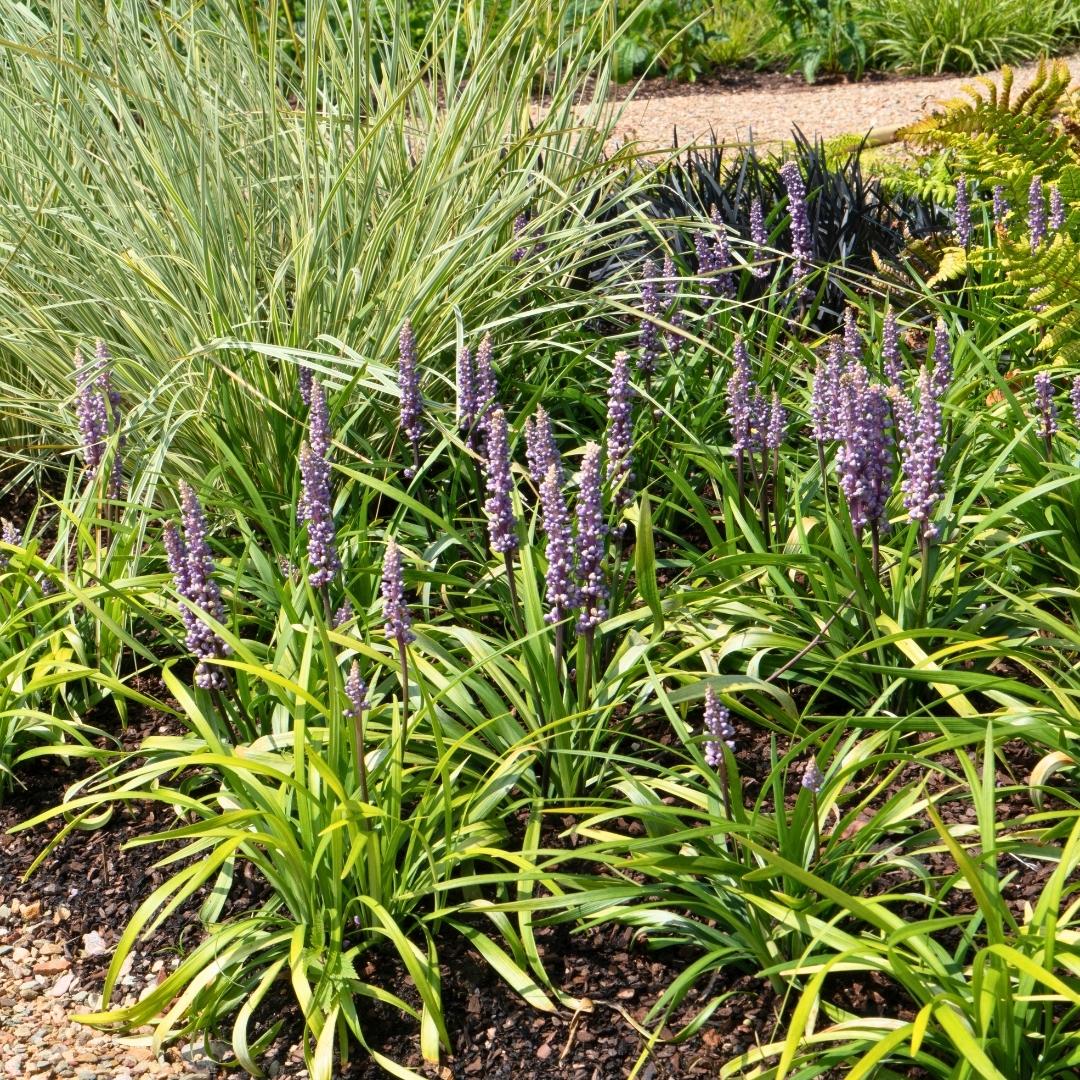 Liriope muscari &