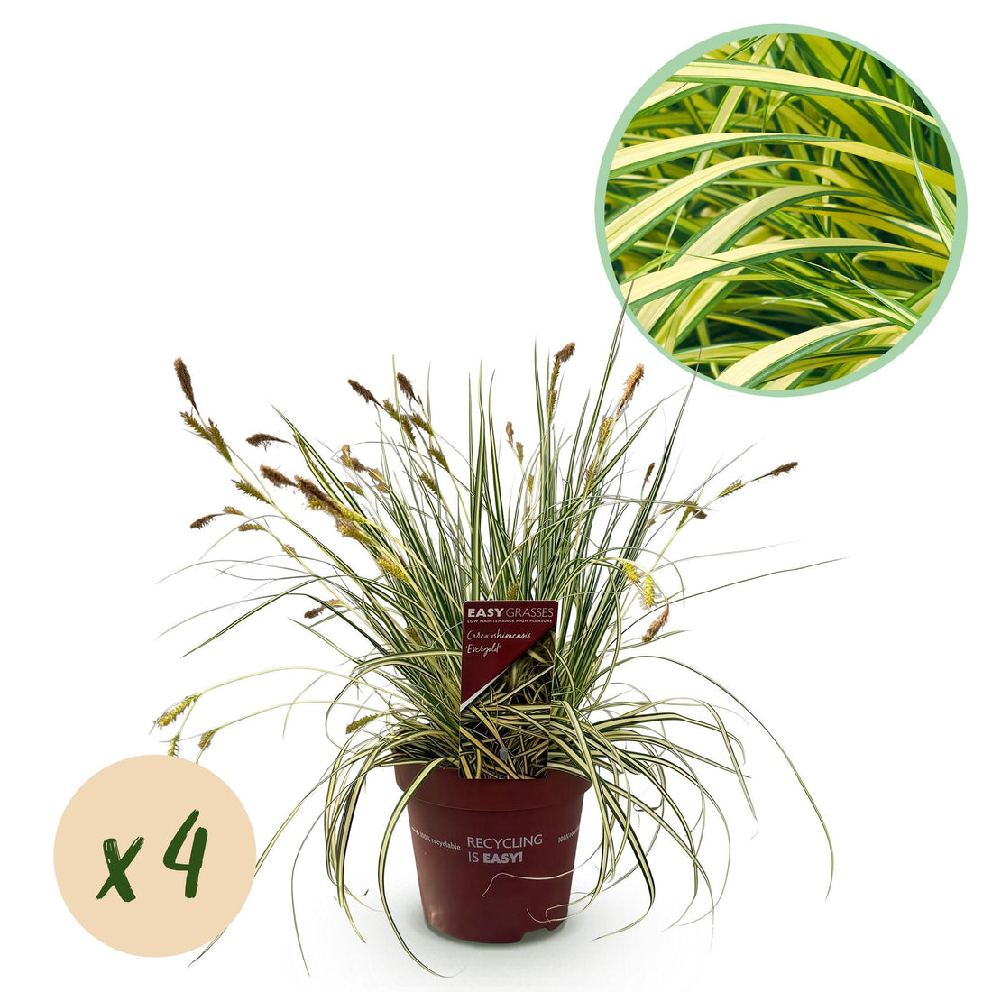 Gelbgrüne Gartensegge Evergold - Gelb &amp; Grün - 4 Pflanzen - Immergrün - Wenig Pflege - Topf 17cm Höhe 50cm