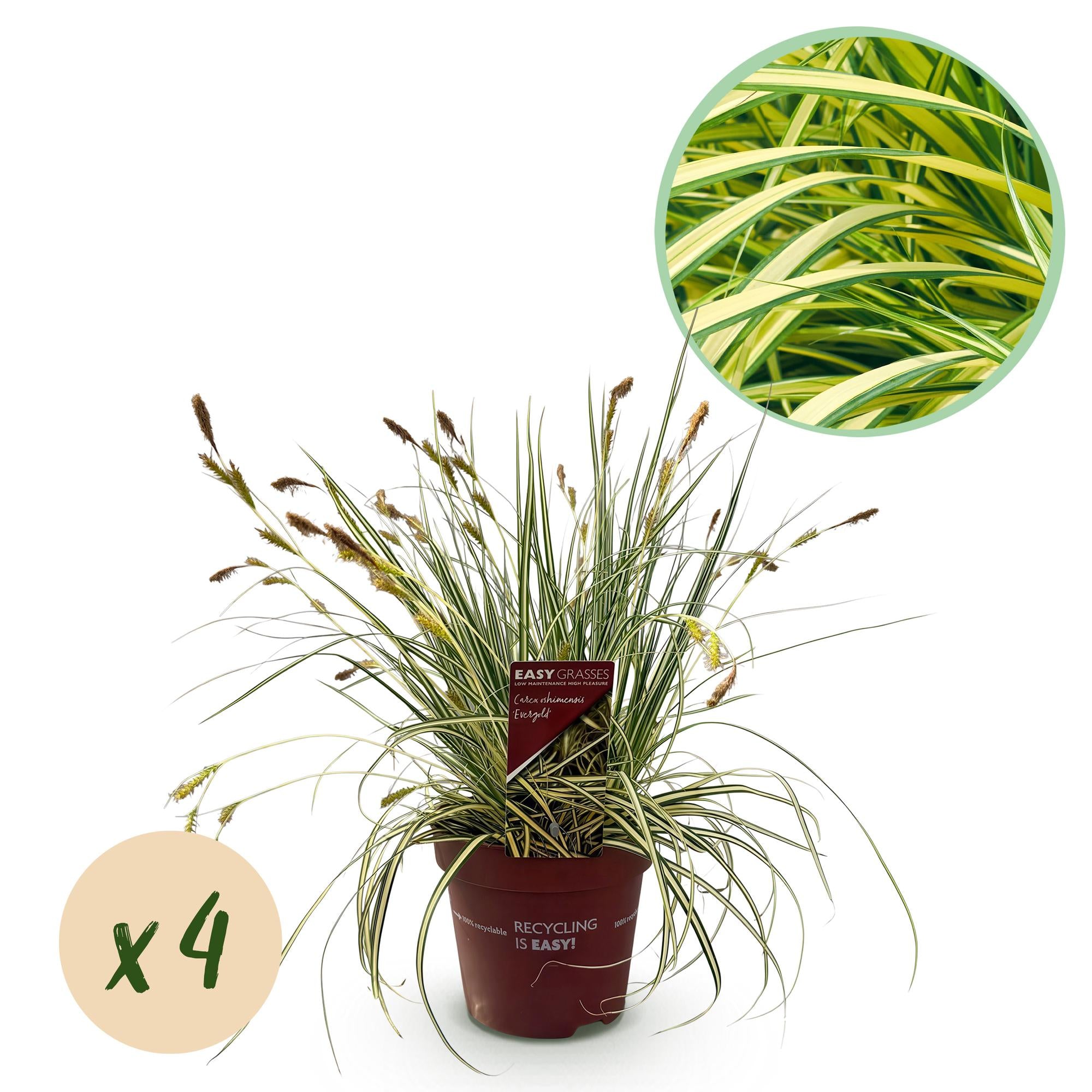 Gelbgrüne Gartensegge Evergold - Gelb &amp; Grün - 4 Pflanzen - Immergrün - Wenig Pflege - Topf 17cm Höhe 50cm