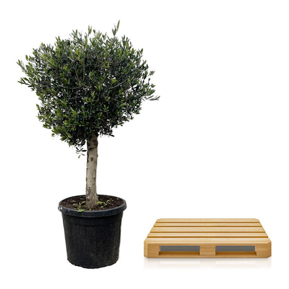 Olea europaea &