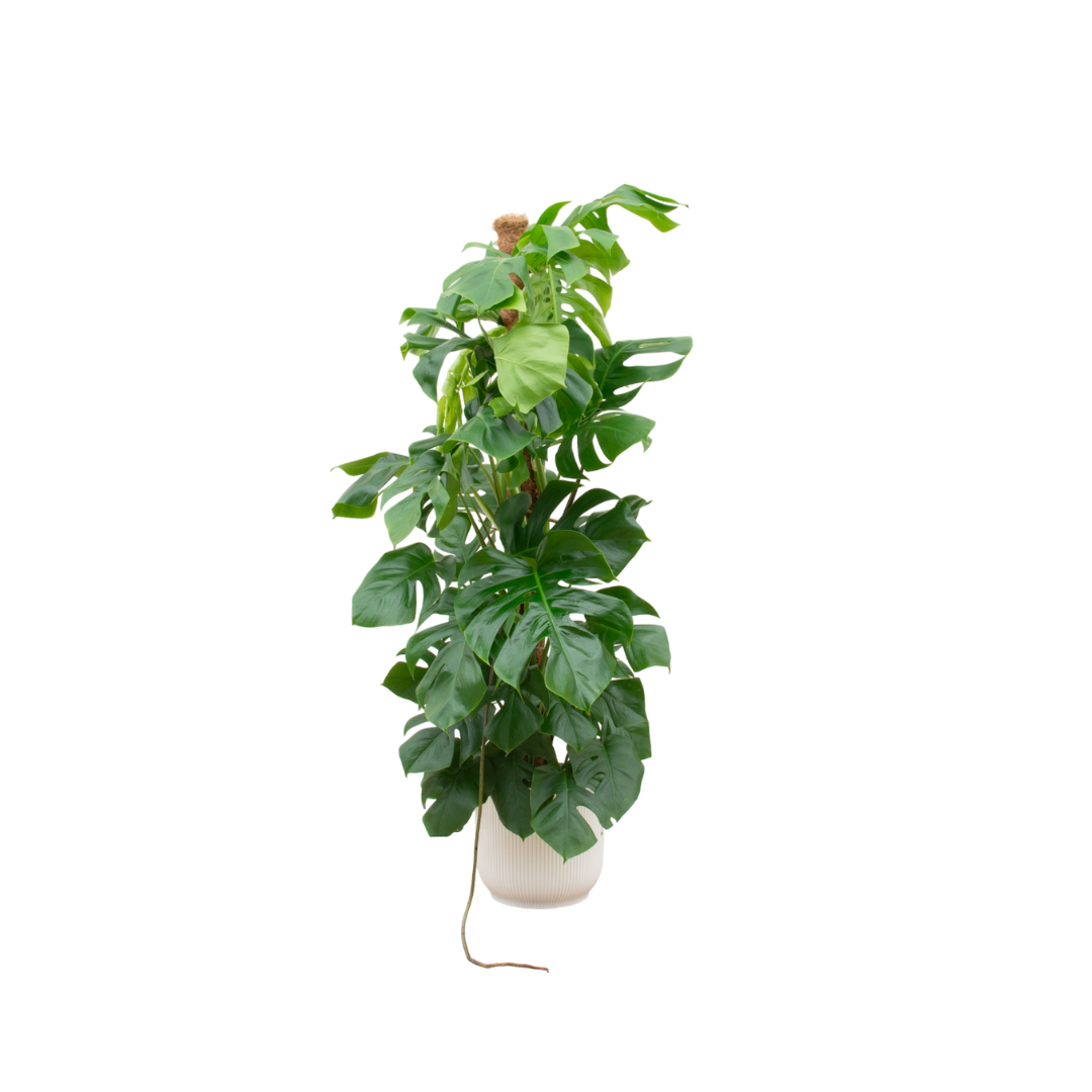 Monstera Pertusum XL mit Topf – Fensterblatt für Innenräume