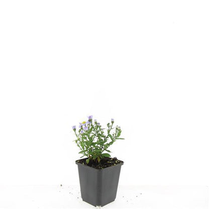 24x Aster dumosus ‘Prof. Anton Kippenberg’ – Herbstblühende Kissen-Aster für Beete &amp; Rabatten – Höhe 10–25 cm – Ø 9 cm