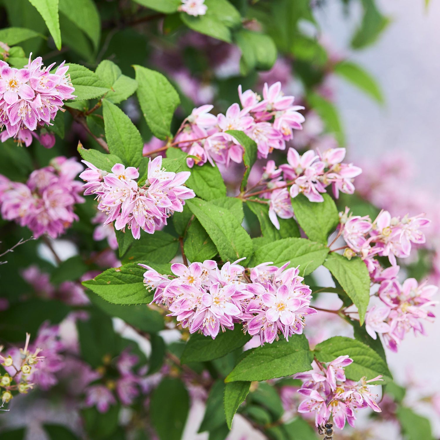 Deutzia hybrida Strawbery Fields - Blüte Rosa - 1 Pflanze - Laubabwerfend - Wenig Pflege - Topf 17cm Höhe 45cm