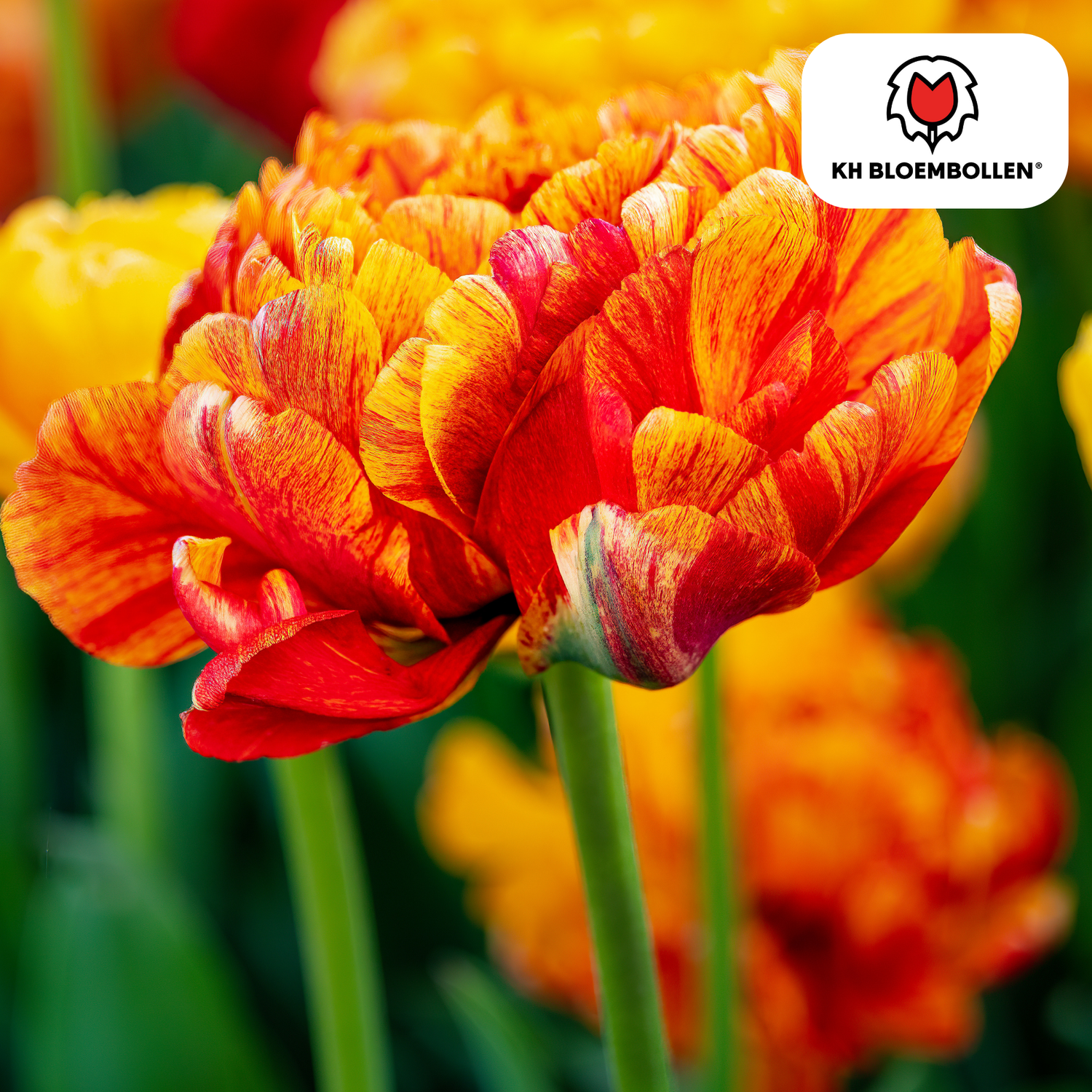 Tulpenzwiebeln Gudoshnik Double – 20er-Pack | Farbige, gefüllte Tulpen