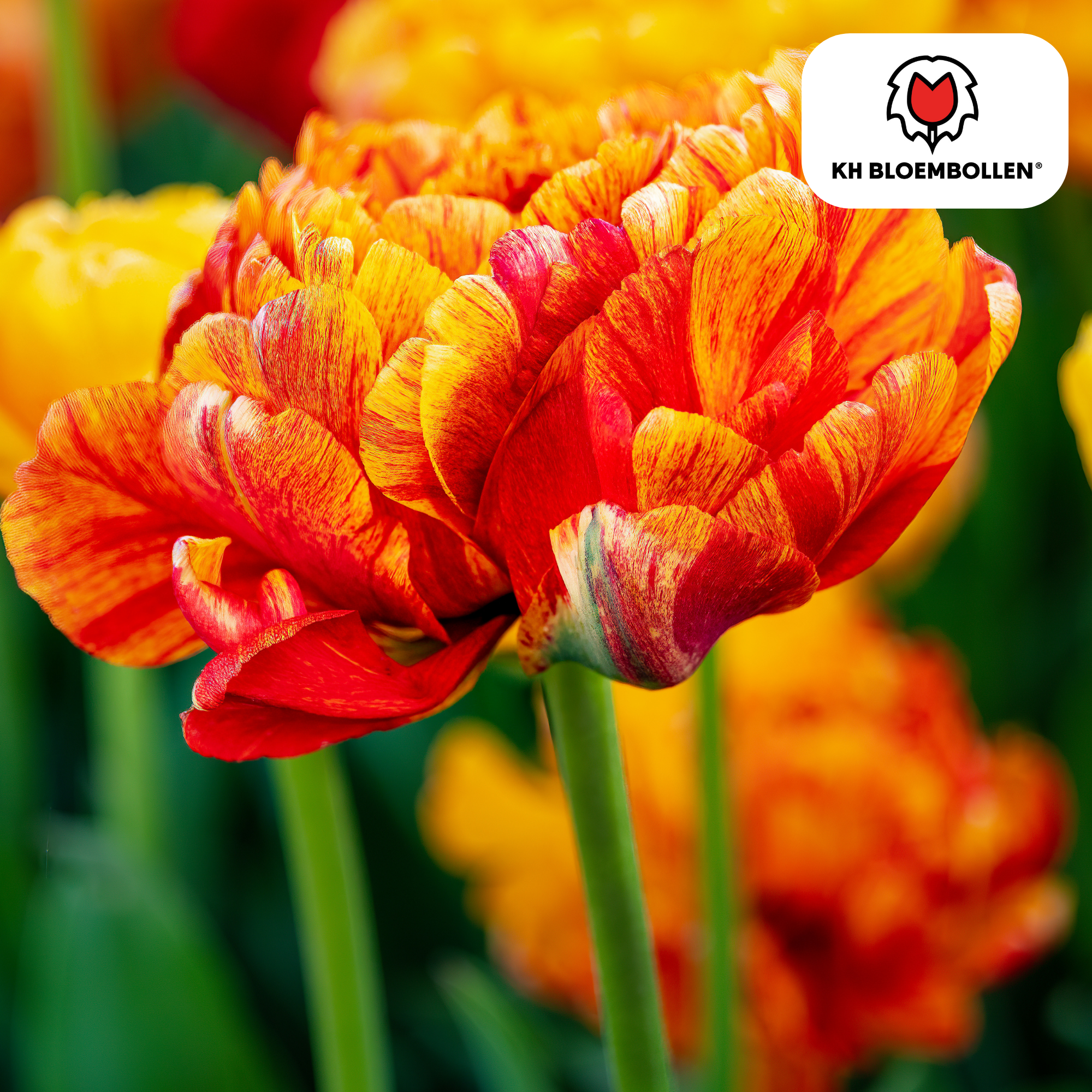 Tulpenzwiebeln Gudoshnik Double – 20er-Pack | Farbige, gefüllte Tulpen