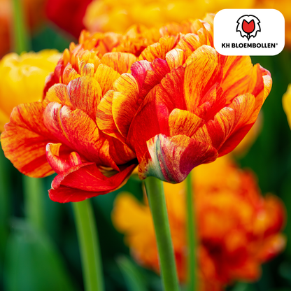 Tulpenzwiebeln Gudoshnik Double – 20er-Pack | Farbige, gefüllte Tulpen