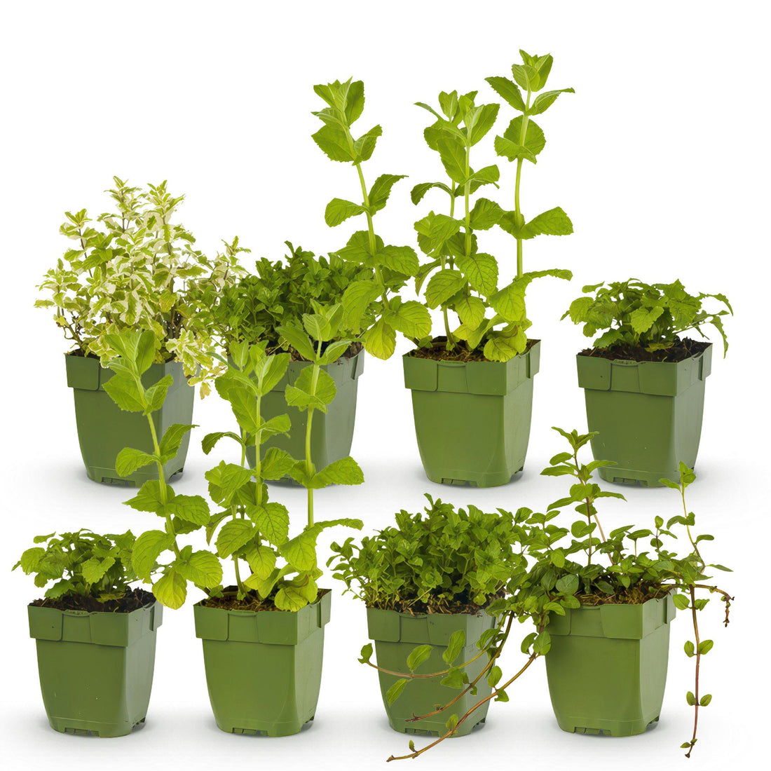 Kräuter Packet - Kräutertee - 8 Stauden - Für 1 m2 - Verschiedene Farben - Wenig Pflege - Topf 11cm