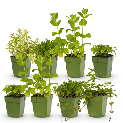 Kräuter Packet - Kräutertee - 8 Stauden - Für 1 m2 - Verschiedene Farben - Wenig Pflege - Topf 11cm