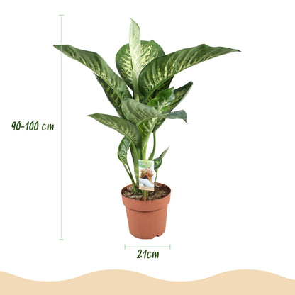 Diefenbachia Tropic Snow - Dieffenbachia mit Potter Grau und Weiß - 1 Pflanze Höhe 90-100cm