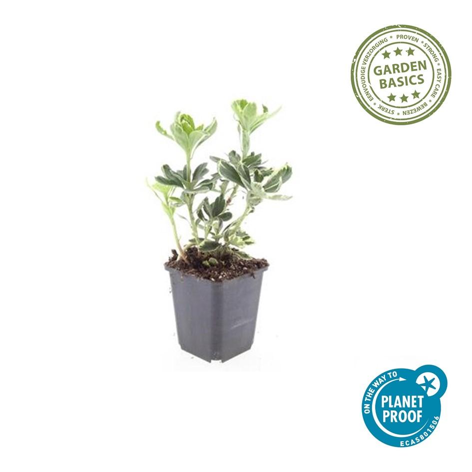 Pachysandra terminalis &