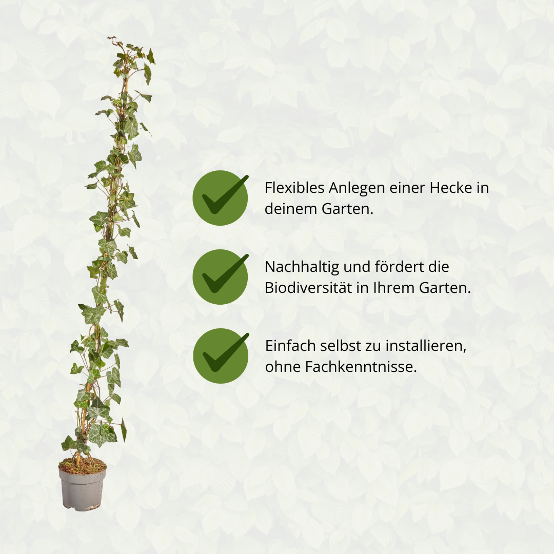 Hedera Hibernica - Efeu - gestäbt - ↨125 - 150 cm