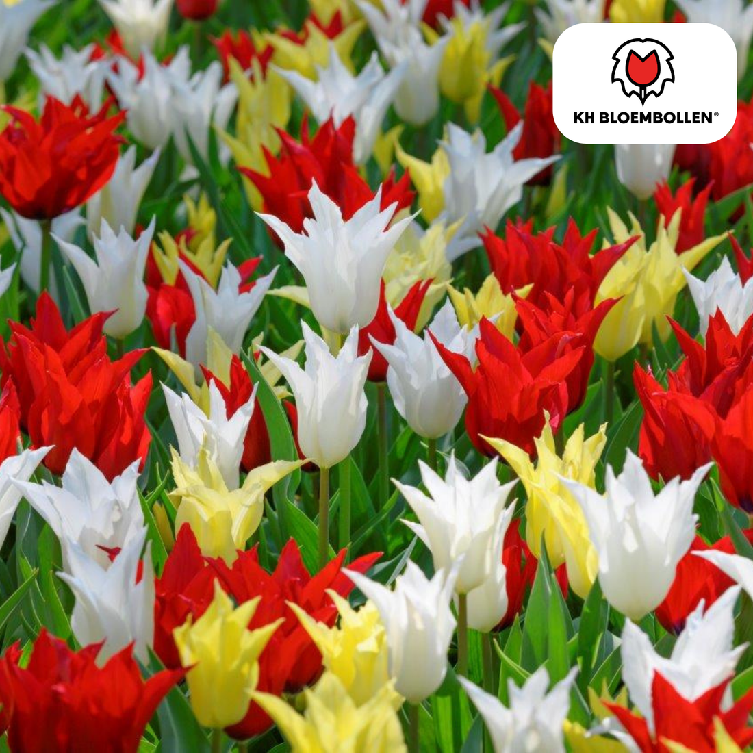 Tulpenzwiebeln Tres Chic Mix – 20 Stück | Stilvoll &amp; edel