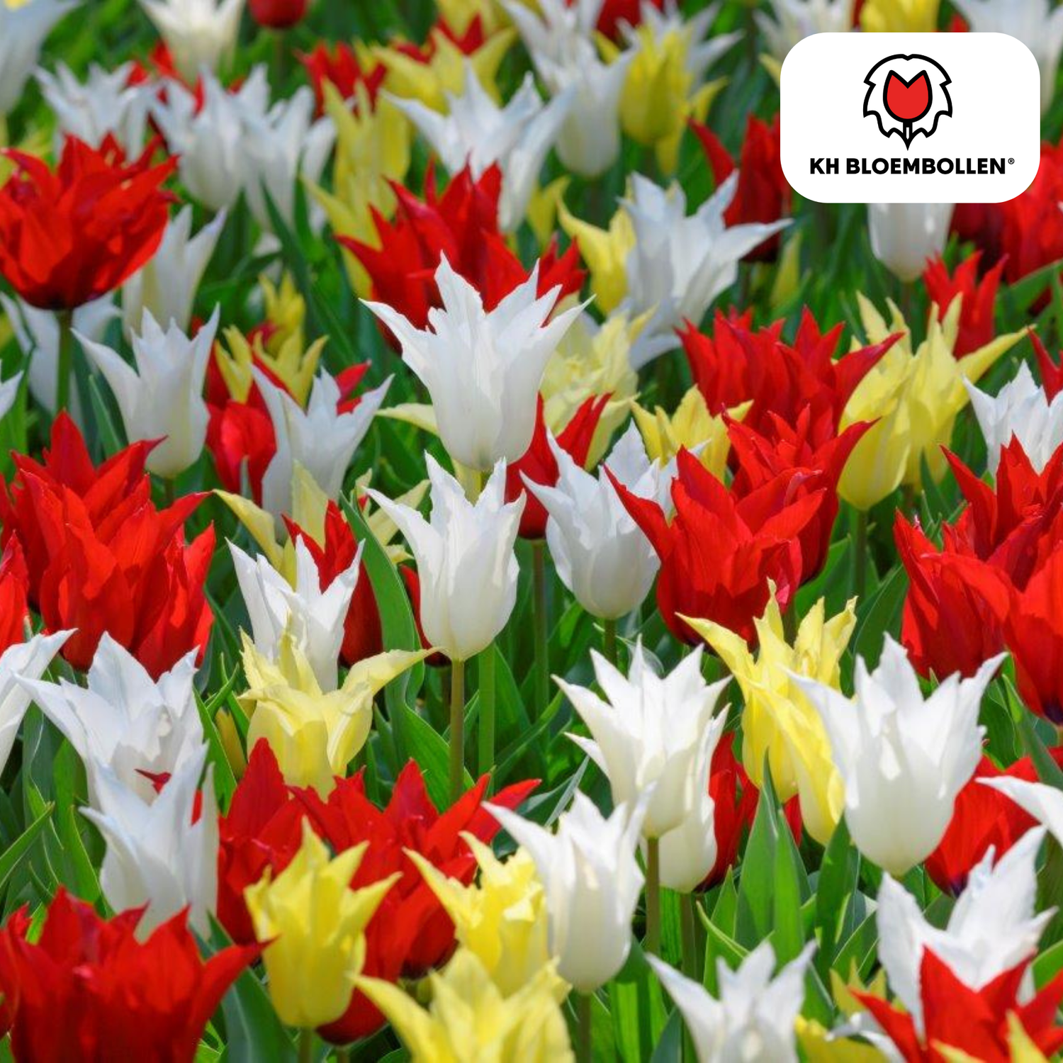 Tulpenzwiebeln Tres Chic Mix – 20 Stück | Stilvoll &amp; edel
