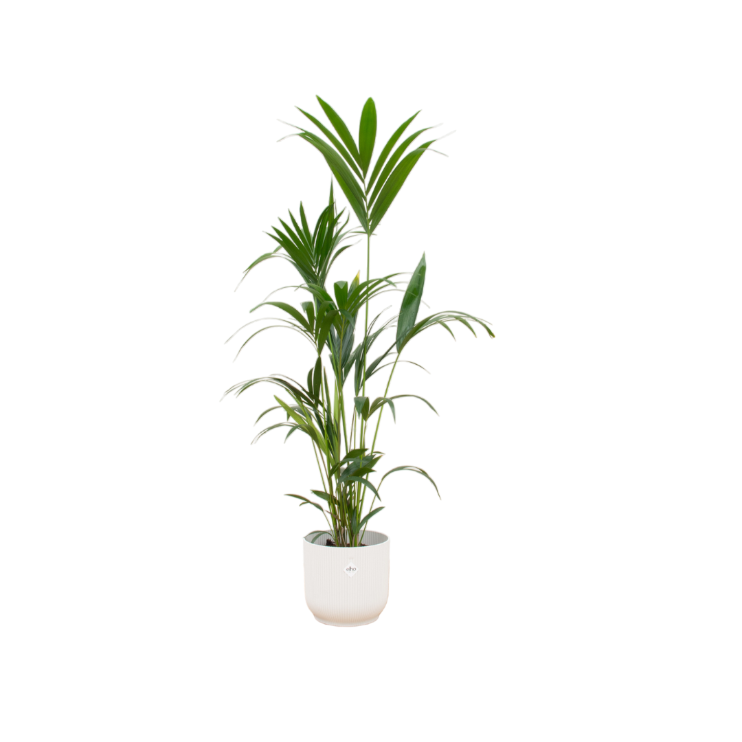 Kentia-Palme 160cm mit Topf – Elegante Zimmerpalme für stilvolles Grün