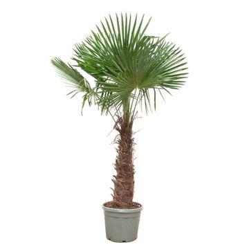 Trachycarpus fortunei – Winterharte Hanfpalme – Verschiedene Größen – Immergrün &amp; Robust