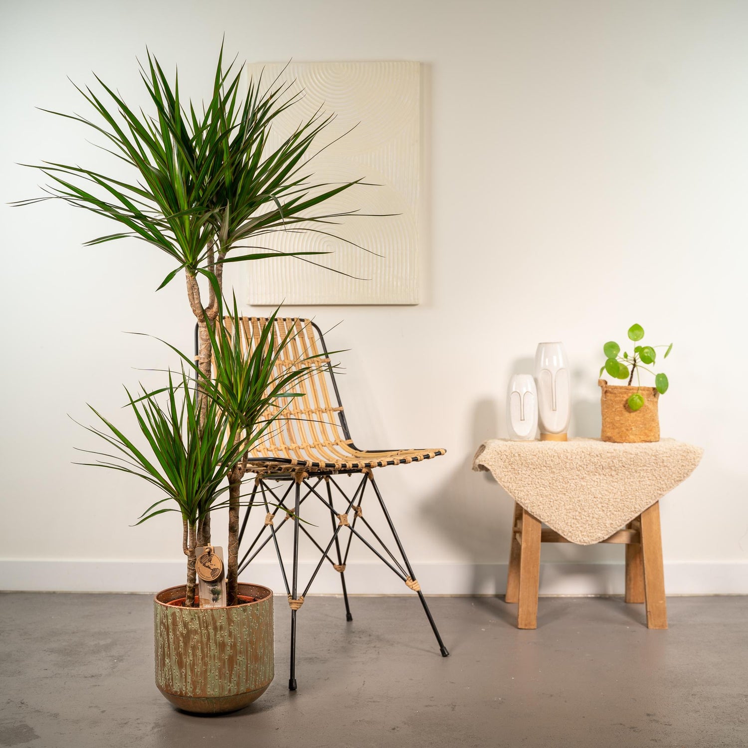 Dracaena Marginata kaufen – Drachenbaum mit Topf oder Korb