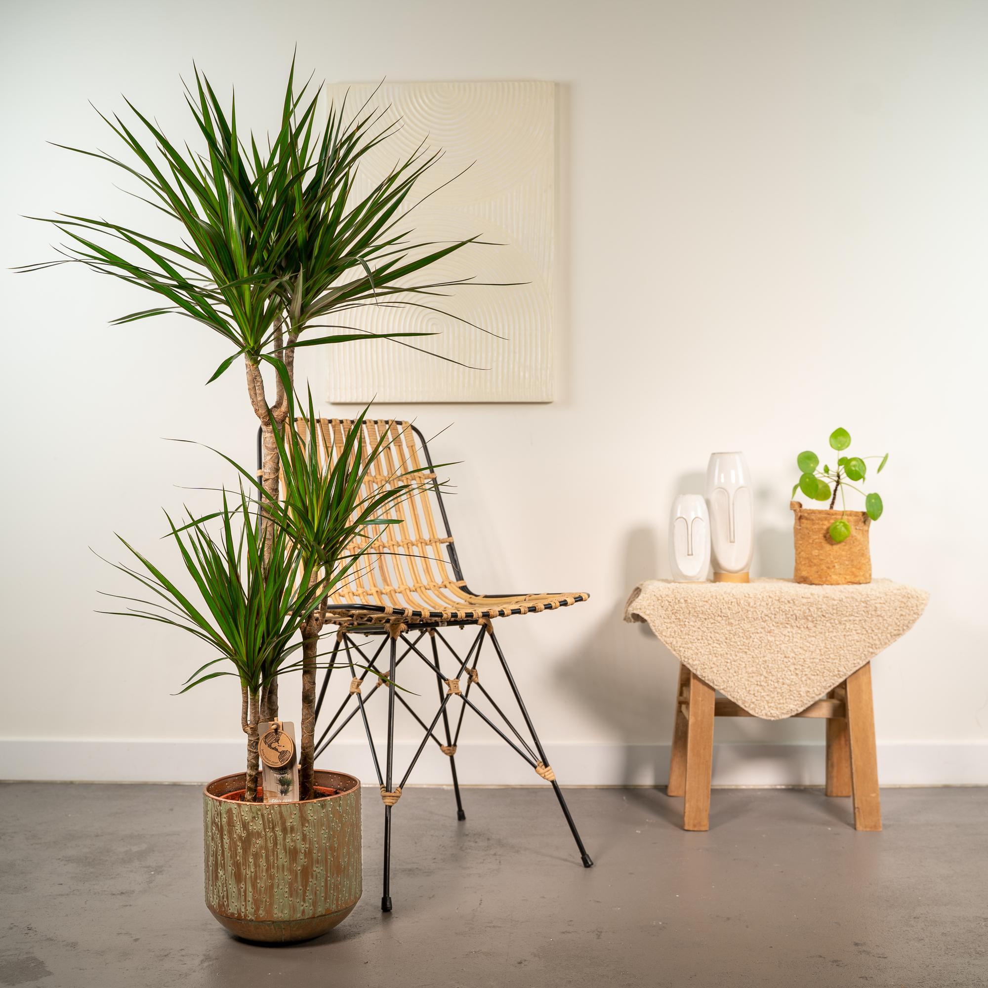 Dracaena Marginata kaufen – Drachenbaum mit Topf oder Korb