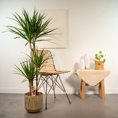 Dracaena Marginata kaufen – Drachenbaum mit Topf oder Korb