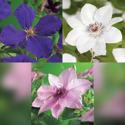 Kletterpflanze - Clematis Tricolour - Blüte Rosa Weiß Lila - Wenig Pflege - 3 Pflanzen - Topf 11cm Höhe 40cm GreenboutiQ - Kletterpflanze - Clematis Rainbow - Blüte Rosa Weiß Lila Rot - Wenig Pflege - 4 Pflanzen - Topf 11cm Höhe 40cm&quot;