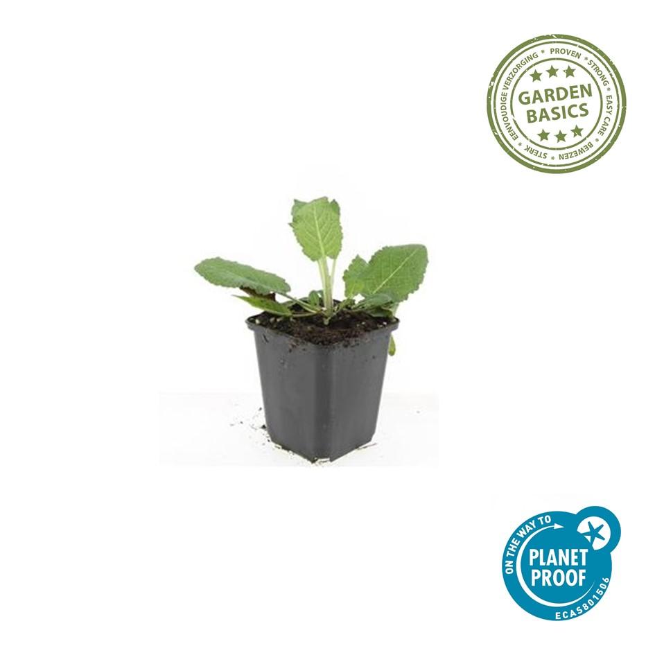 Salvia nemorosa ‘Mainacht’ – 24 Stück, Ø 9 cm Topf, ↕ 10–25 cm – Duftender, winterharter Ziersalbei für Garten &amp; Bienen