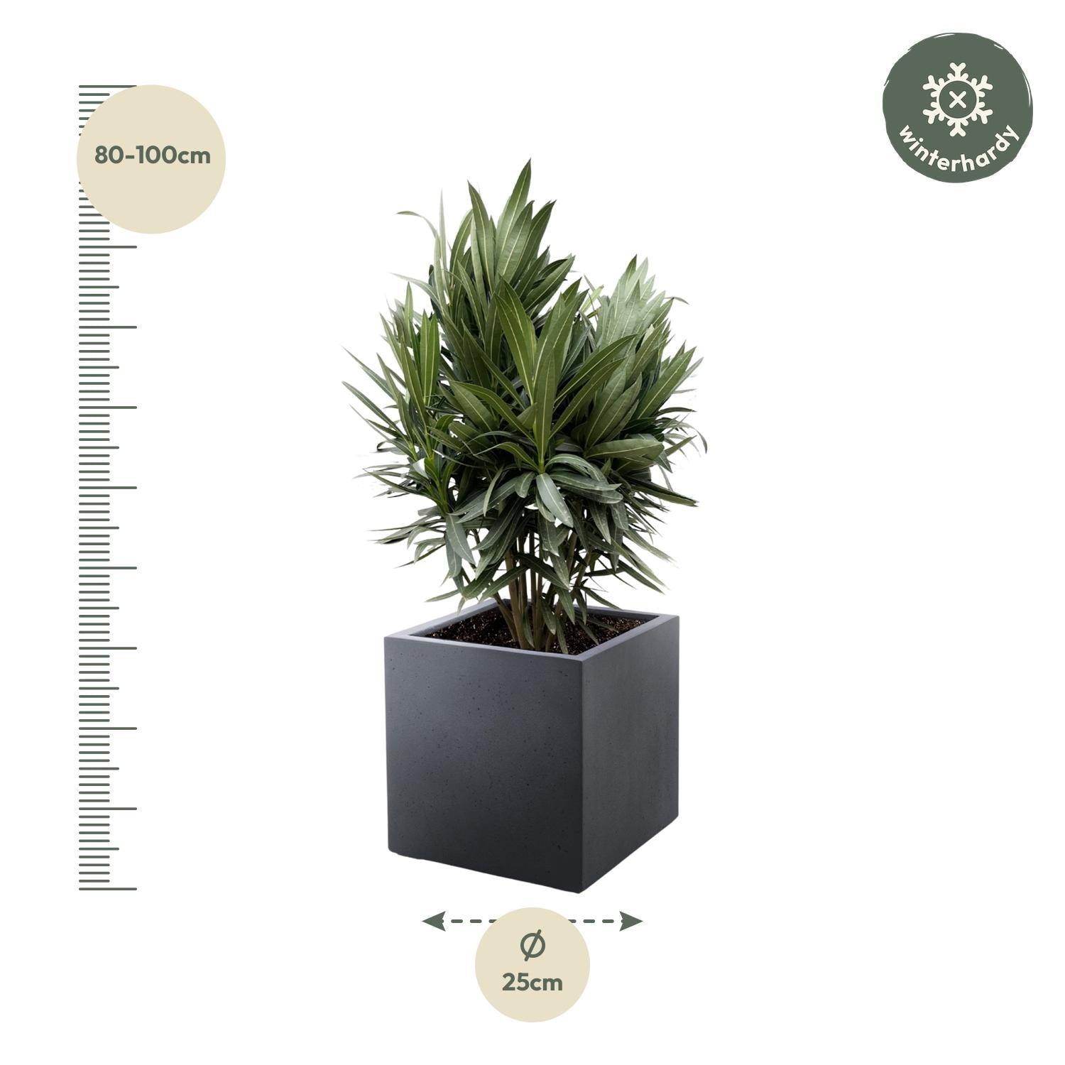Oleander Hecke – Nerium Oleander – Immergrün &amp; Mediterran – Für dichte, blühende Hecken