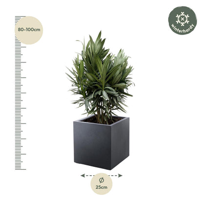 Oleander Hecke – Nerium Oleander – Immergrün &amp; Mediterran – Für dichte, blühende Hecken