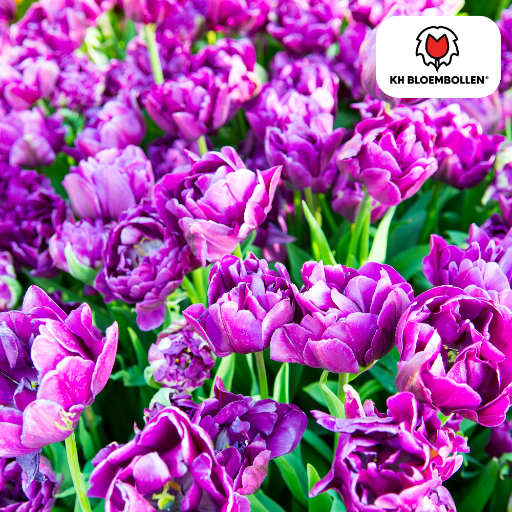 Double Flag Tulpen – 20 Zwiebeln | Gefüllte violette Blüten