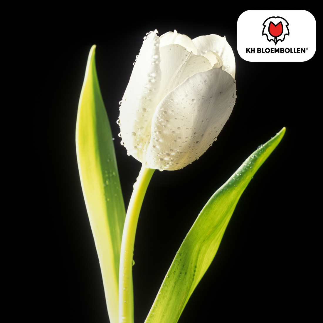 Catherina Tulpenzwiebeln – 20er-Pack | Weiß &amp; edel