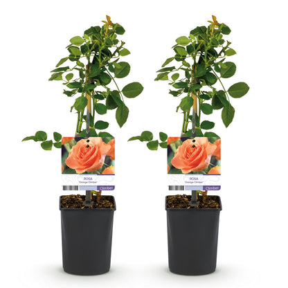 Kletterrose - Rosa Orange Climber - Blüte Orange - Wenig Pflege - 2 Pflanzen - Topf 11cm Höhe 40cm