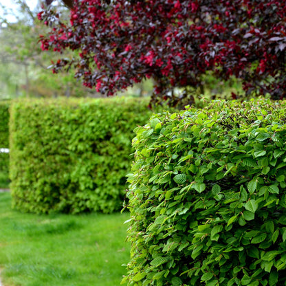 Heckenpflanzen - Carpinus betulus - Blatt grün - 6 Pflanzen - 1 laufender Meter - laubabwerfend - Topf 17cm Höhe 55cm