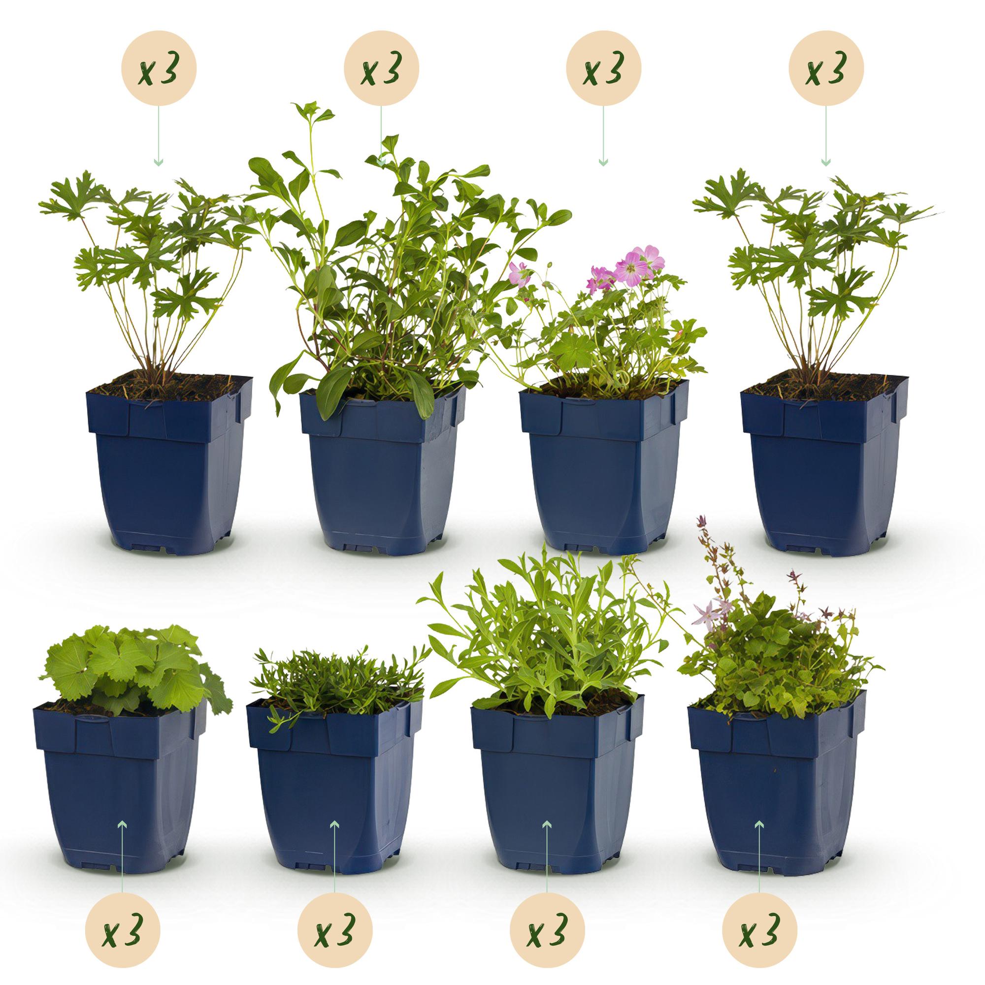 Stauden Packet - Bodendecker - 24 Stauden - Für 3 m2 - Verschiedene Farben - Wenig Pflege - Topf 11cm