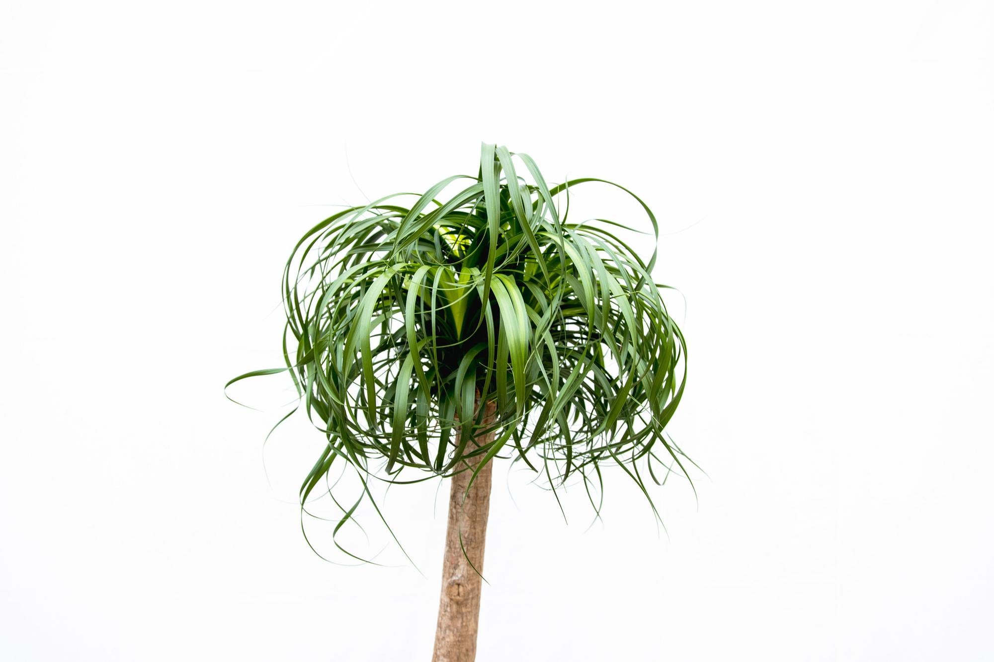 Beaucarnea XXL 180–210 cm – Elefantenfuß Zimmerpflanze