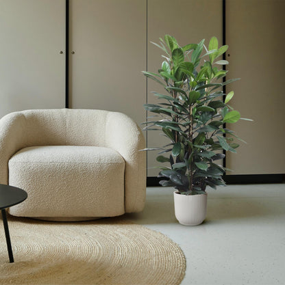 Ficus Cyathistipula 140 - 180cm – Pflegeleichte Zimmerpflanze mit Stil