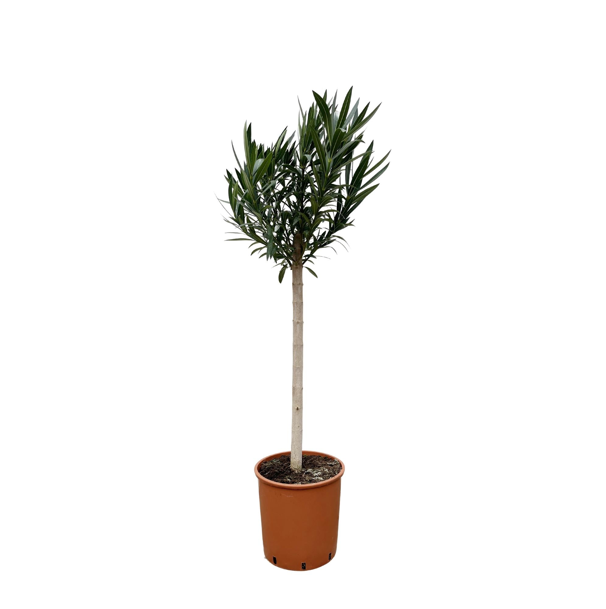 Oleander Hochstamm – Nerium Oleander – ca. 170 cm – Ø30 cm Topf – Immergrün &amp; Mediterran