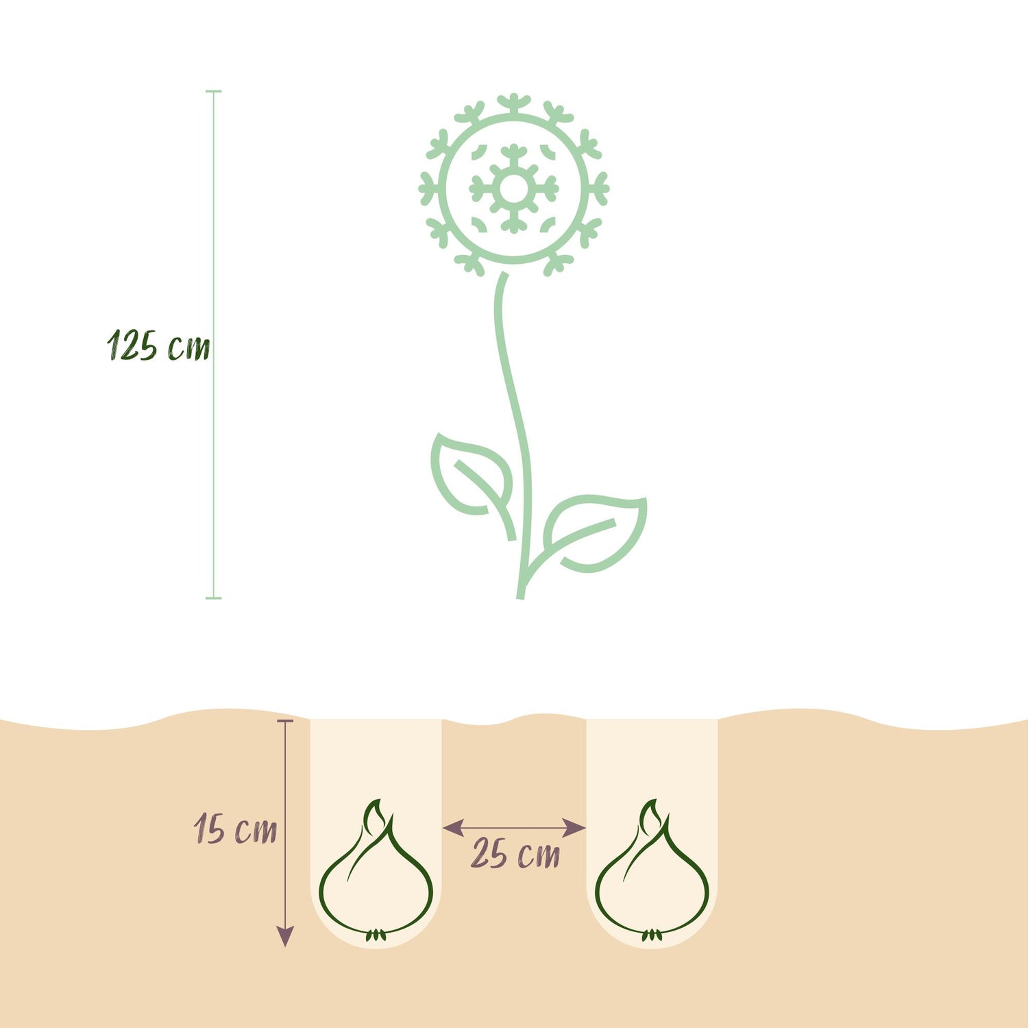 Blumenzwiebeln Allium Gladiator | 5 Stück Lila – Zwiebelgröße 16/18 – XXL Pack