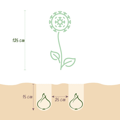 Blumenzwiebeln Allium Gladiator | 5 Stück Lila – Zwiebelgröße 16/18 – XXL Pack