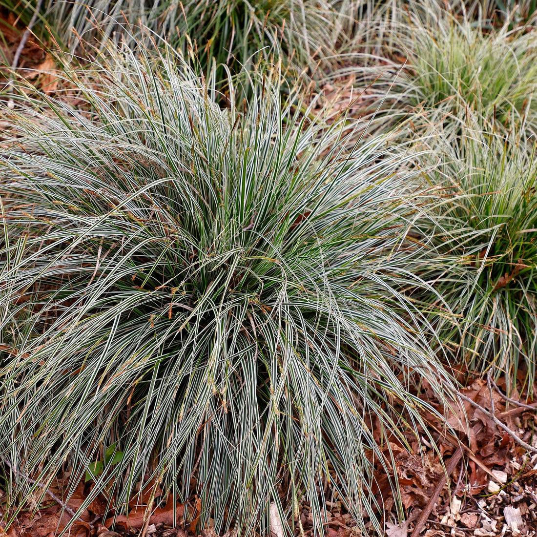 Carex &