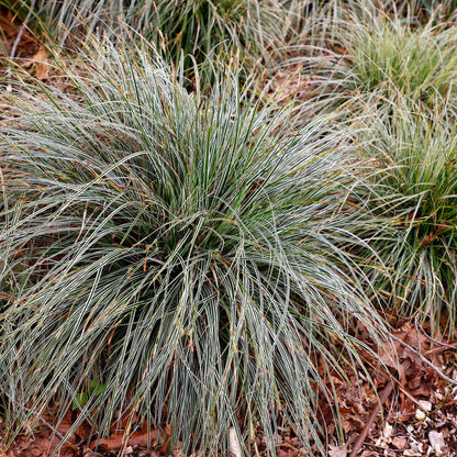 Carex &