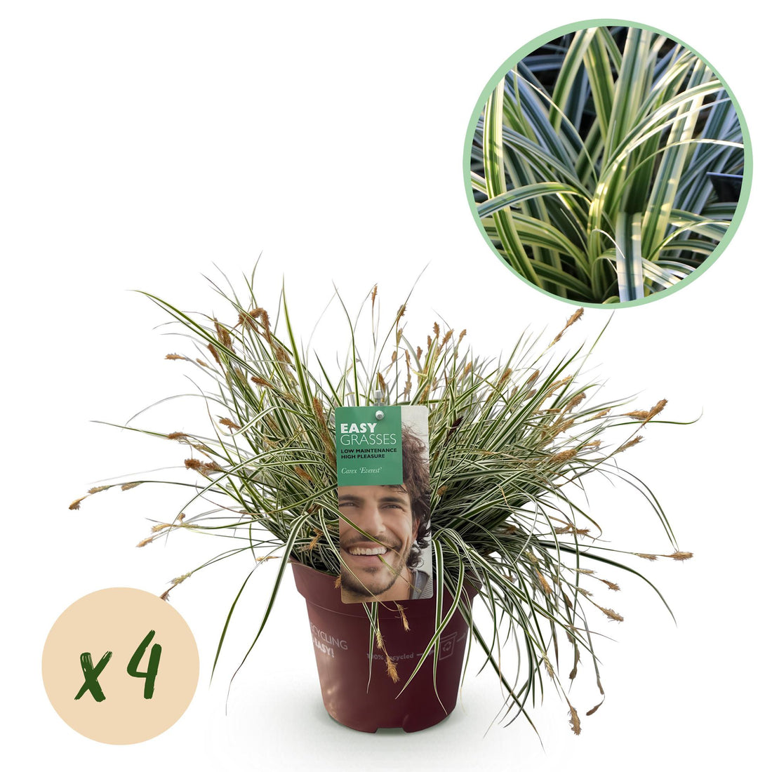 Carex &