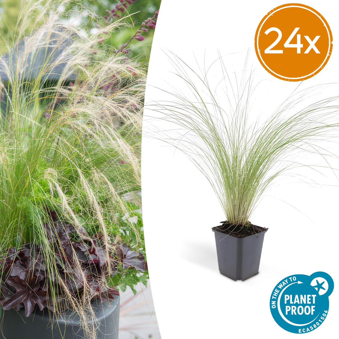 24x Stipa tenuissima ‘Ponytails’ – Mexikanisches Federgras für moderne &amp; naturnahe Beete – Höhe 10–25 cm – Ø 9 cm